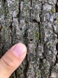 Website - Terrace Tree EAB pic1